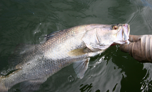 Environment News: CR&R – catch, revive & release